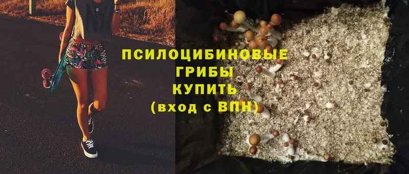 Галлюциногенные грибы Psilocybe  shop официальный сайт  Кохма 